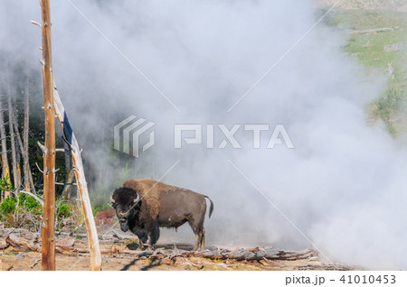 American Bison in Yellowstone 41010453