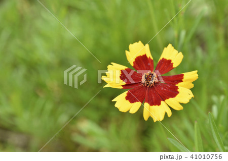 ハルシャギク ハルシャギク 41010756