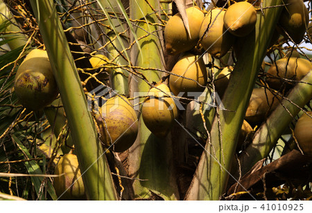 Coconut Tree 41010925