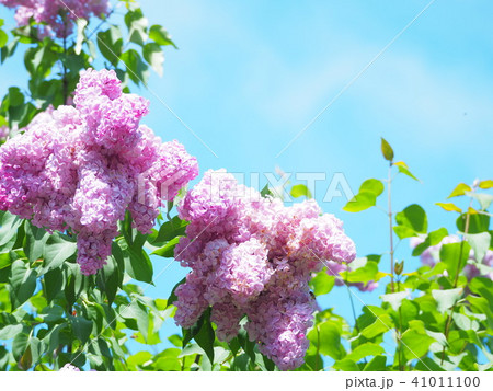 青空とピンクのかわいいライラックの花の写真素材