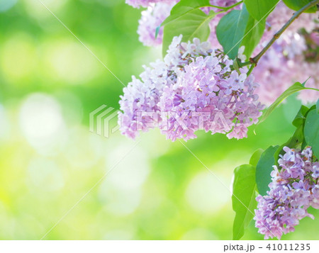 美しいライラックの花 美しいライラックの花 41011235