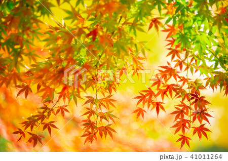 高輪森の公園の紅葉 41011264