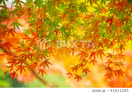 高輪森の公園の紅葉 41011265