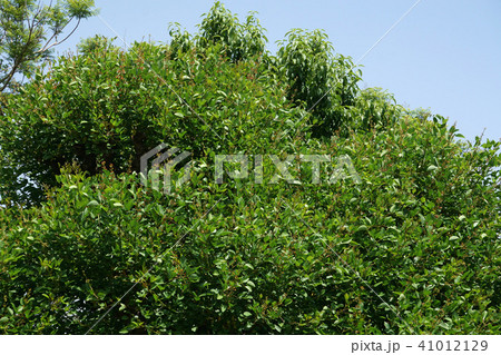 蕾を付けたアメリカデイゴの大木 蕾を付けたアメリカデイゴの大木 41012129