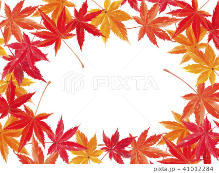 紅葉 モミジ 紅葉 モミジ 41012284