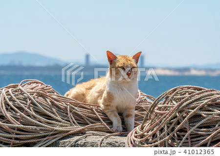 相島の猫 41012365