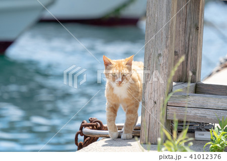 相島の猫 相島の猫 41012376