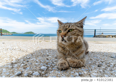 相島の猫 41012381