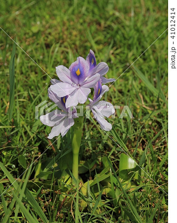 Beautiful pink blue yellow colored water hyacinth. Beautiful pink blue yellow colored water hyacinth. 41012414