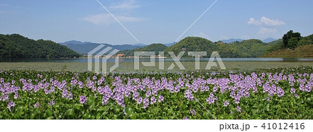 Pink water hyacinths on the shore of Begnas lake. Pink water hyacinths on the shore of Begnas lake. 41012416