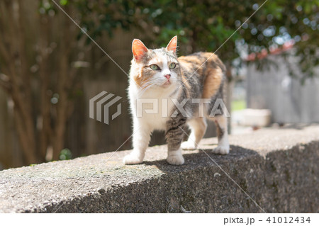 相島の猫 41012434