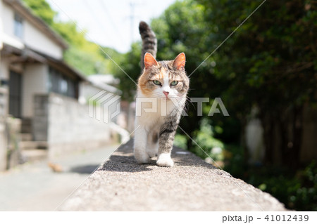 相島の猫 41012439