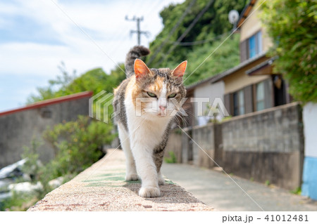 相島の猫 41012481
