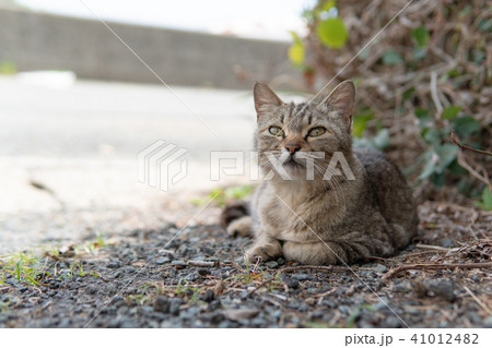 相島の猫 41012482