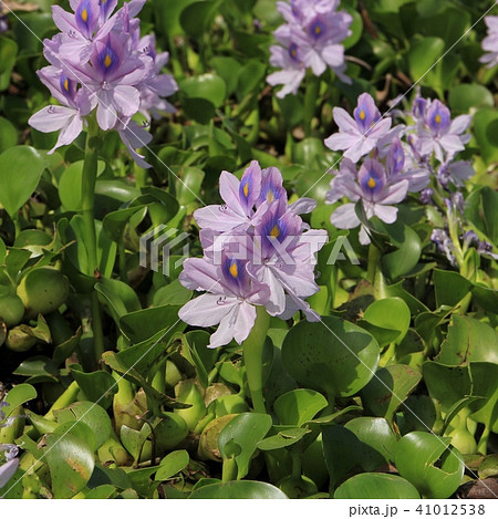 Beautiful water hyacinths growing at lake Begnas. 41012538