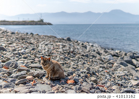 姫島の猫の写真素材