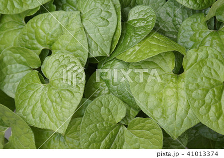 フタバアオイ　緑色葉 41013374