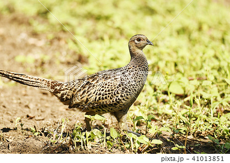 キジ 雉 雌 メス Japanese Pheasant 野鳥 郊外 自然 田舎 環境 鳥 鳥類の写真素材