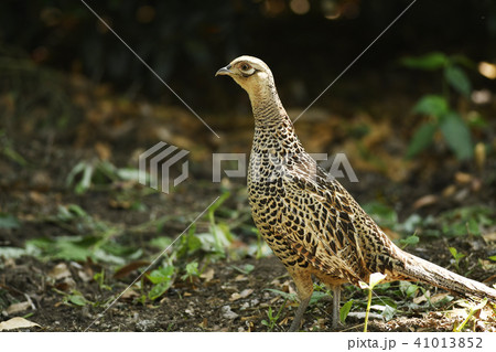 キジ 雉 雌 メス Japanese Pheasant 野鳥 郊外 自然 田舎 環境 鳥 鳥類の写真素材