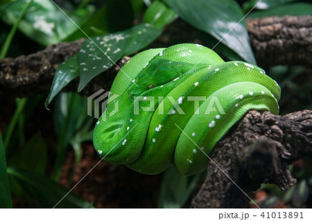 Green tree python (Morelia viridis) resting Green tree python (Morelia viridis) resting 41013891