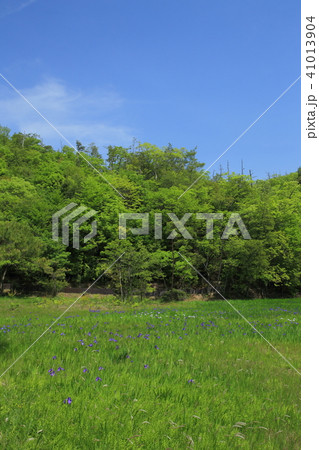 山口県　美祢市　自然記念物　二反田溜池のカキツバタ群落 41013904