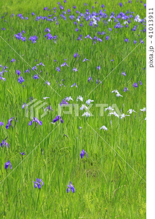 山口県　美祢市　自然記念物　二反田溜池のカキツバタ群落 41013911