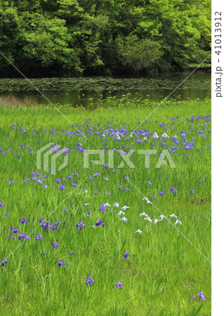 山口県　美祢市　自然記念物　二反田溜池のカキツバタ群落 41013912