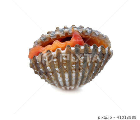 fresh cockles seafood on white background 41013989