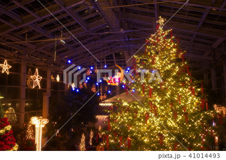 はままつフラワーパークのクリスマスイルミネーション はままつフラワーパークのクリスマスイルミネーション 41014493