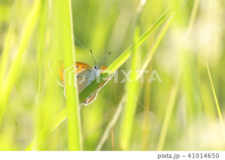 Butterfly (Large copper) on a spring morning  41014650
