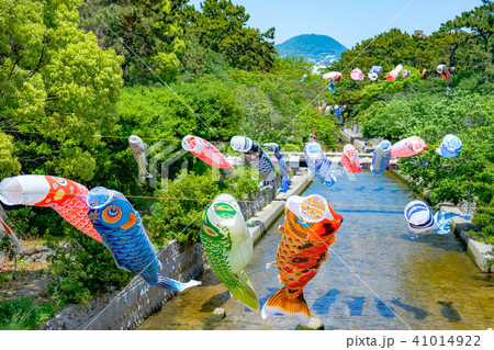 夙川の空を泳ぐ鯉のぼり 41014922