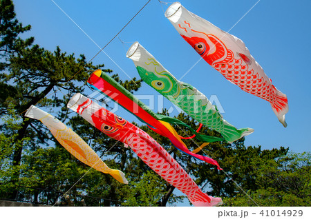 夙川の空を泳ぐ鯉のぼり 夙川の空を泳ぐ鯉のぼり 41014929