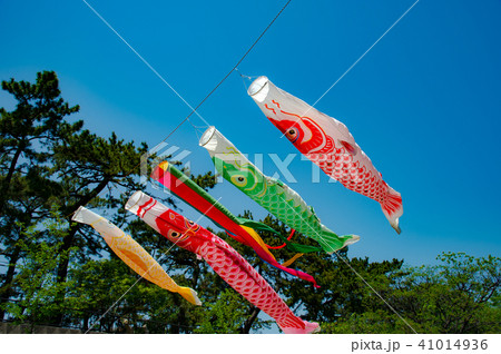 夙川の空を泳ぐ鯉のぼり 41014936