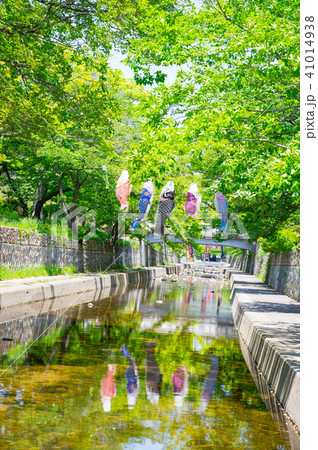 夙川の空を泳ぐ鯉のぼり 41014938
