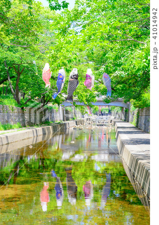 夙川の空を泳ぐ鯉のぼり 41014942
