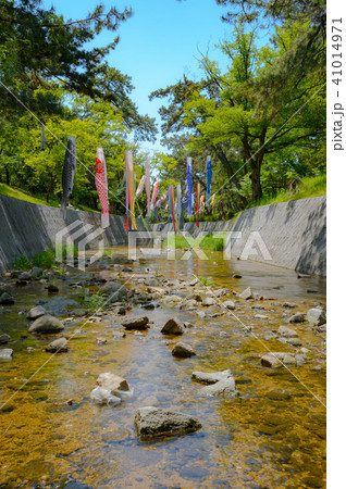夙川の空を泳ぐ鯉のぼり 夙川の空を泳ぐ鯉のぼり 41014971