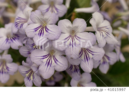 ストレプトカーパス 41015997