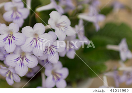 ストレプトカーパス 41015999