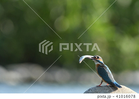 稚鮎をくわえる繁殖期のカワセミ♂ 41016078