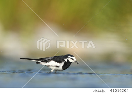 川で採餌するハクセキレイ♂ 41016204
