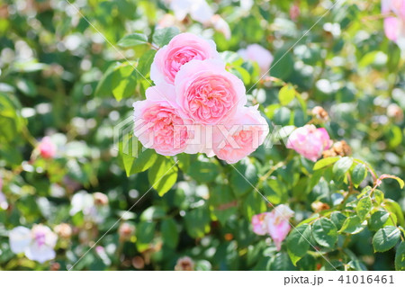 初夏のバラ　アンブリンの花 41016461