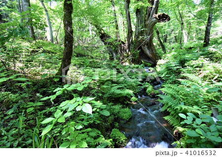 大カツラ 41016532