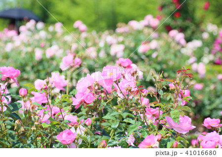 初夏のバラ ピンクのバラの花 初夏のバラ ピンクのバラの花 41016680