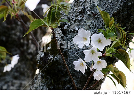 桜 41017167