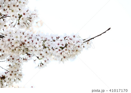 桜 41017170