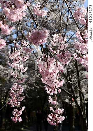 桜 桜 41017173