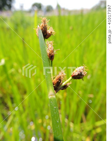 サンカクイ 41017397