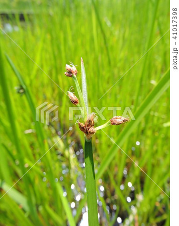 サンカクイ 41017398