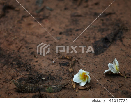 Frangipani, Plumeria, Templetree flowers falling 41017723
