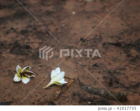 Frangipani, Plumeria, Templetree exotic flowers Frangipani, Plumeria, Templetree exotic flowers 41017735